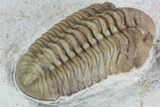 Bargain, Long Kainops Trilobite - Oklahoma #104033-4